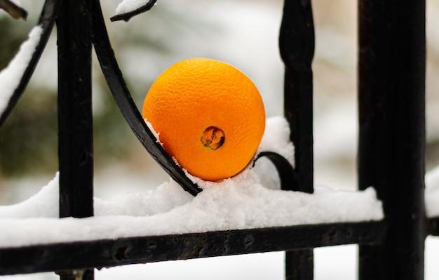 Eine schneebedeckte Orange sitzt auf einem Zaun.