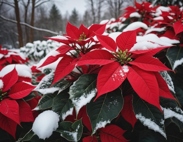 Eine schneebedeckte rote Weihnachtssternpflanze