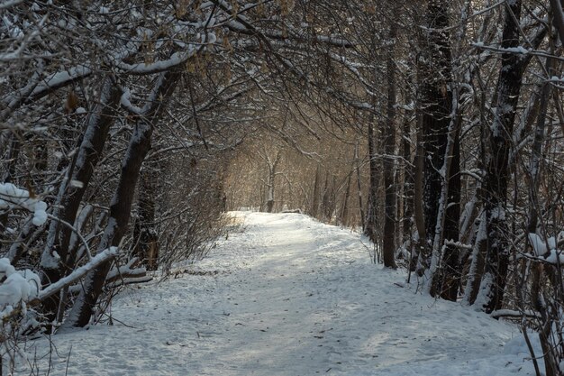 Eine schneebedeckte Waldstraße, ein Bogen aus schneebodenden Bäumen, ein Tunnel, ein ungewöhnlicher natürlicher Hintergrund für Ihre Fotos.