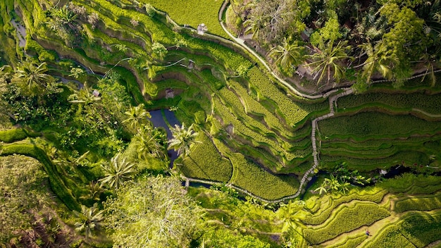 Eine schöne Aussicht auf das Tegalalang-Reisfeld in Ubud Bali Indonesien