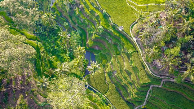 Eine schöne Aussicht auf das Tegalalang-Reisfeld in Ubud Bali Indonesien