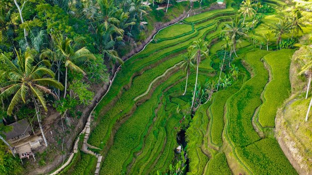 Eine schöne Aussicht auf das Tegalalang-Reisfeld in Ubud Bali Indonesien