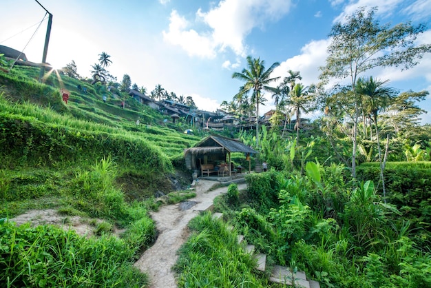 Eine schöne Aussicht auf das Tegalalang-Reisfeld in Ubud Bali Indonesien