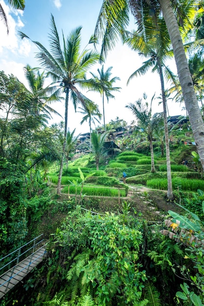 Eine schöne Aussicht auf das Tegalalang-Reisfeld in Ubud Bali Indonesien