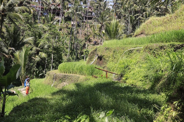 Eine schöne Aussicht auf das Tegalalang-Reisfeld in Ubud Bali Indonesien