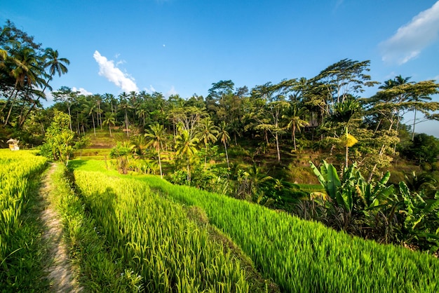 Eine schöne Aussicht auf das Tegalalang-Reisfeld in Ubud Bali Indonesien