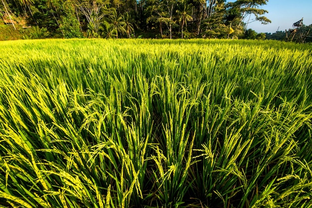 Eine schöne Aussicht auf das Tegalalang-Reisfeld in Ubud Bali Indonesien