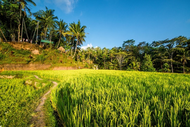 Eine schöne Aussicht auf das Tegalalang-Reisfeld in Ubud Bali Indonesien