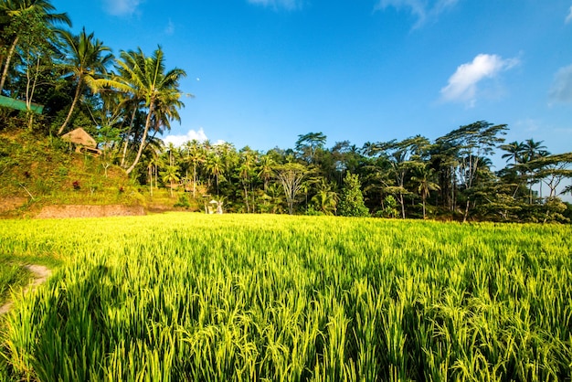 Eine schöne Aussicht auf das Tegalalang-Reisfeld in Ubud Bali Indonesien