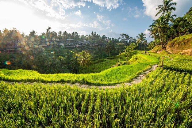 Eine schöne Aussicht auf das Tegalalang-Reisfeld in Ubud Bali Indonesien