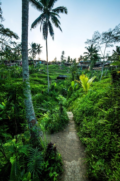 Eine schöne Aussicht auf das Tegalalang-Reisfeld in Ubud Bali Indonesien