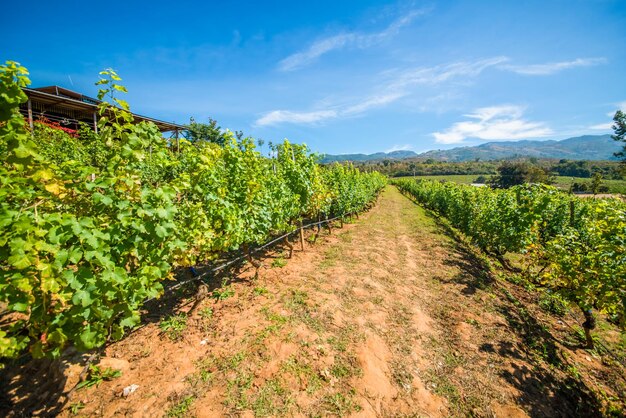 Eine schöne Aussicht auf das Weingut in Inle Lake Myanmar