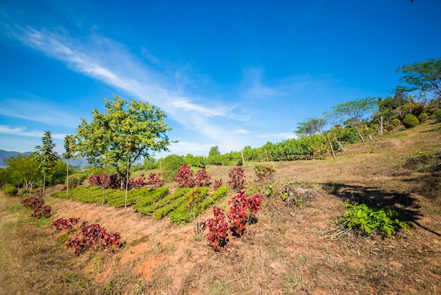 Eine schöne Aussicht auf das Weingut in Inle Lake Myanmar