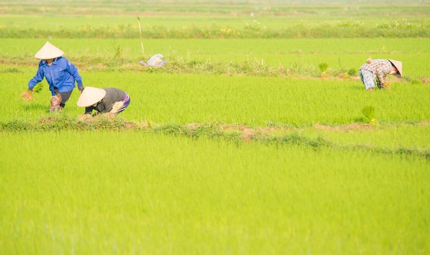 Eine schöne Aussicht auf den Bauern, der im Reisfeld in Hoi An Vietnam arbeitet