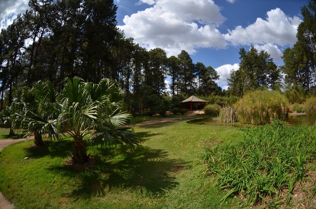 Eine schöne Aussicht auf den botanischen Garten in Brasilia Brasilien