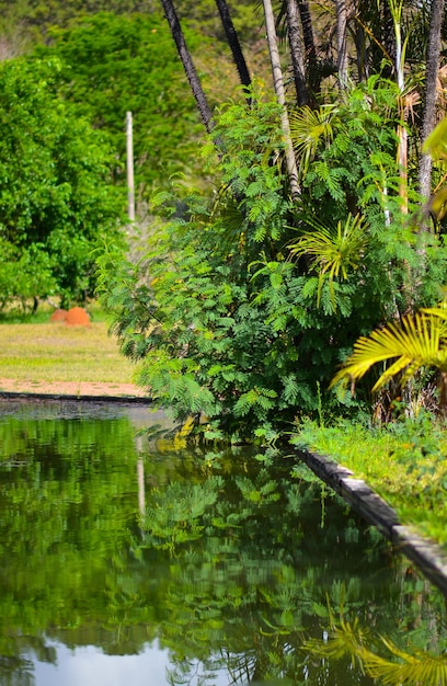 Eine schöne Aussicht auf den botanischen Garten in Brasilia Brasilien