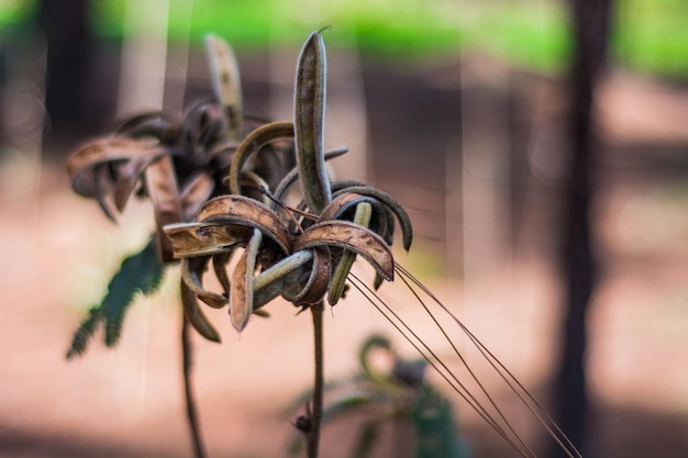 Eine schöne Aussicht auf den botanischen Garten in Brasilia Brasilien