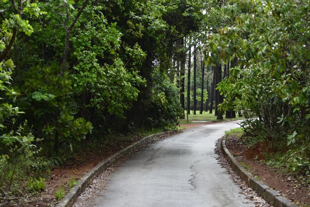 Eine schöne Aussicht auf den botanischen Garten in Brasilia Brasilien