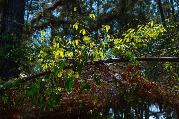 Eine schöne Aussicht auf den Botanischen Garten in Brasilia, Brasilien