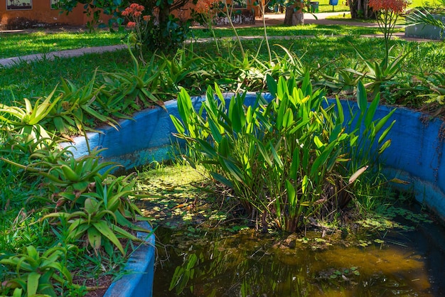 Eine schöne Aussicht auf den Botanischen Garten in Brasilia, Brasilien