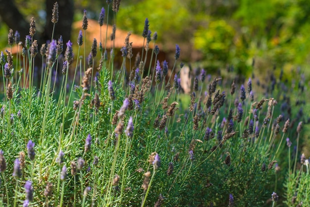 Eine schöne Aussicht auf den Botanischen Garten in Brasilia, Brasilien