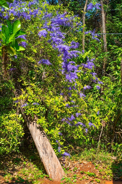 Eine schöne Aussicht auf den Botanischen Garten in Brasilia, Brasilien