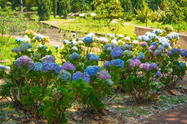 Eine schöne Aussicht auf den botanischen Garten in Brasilia Brasilien