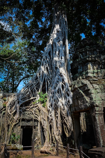 Eine schöne Aussicht auf den Tempel Angkor Wat in Siem Reap, Kambodscha