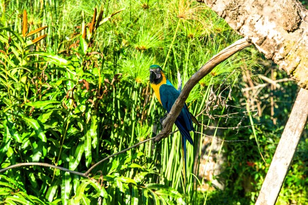 Eine schöne Aussicht auf den Vogelpark in Bali Indonesien