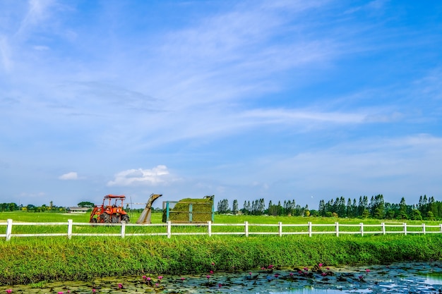 eine schöne Aussicht auf die Landwirtschaft in einem großen grünen Feld.