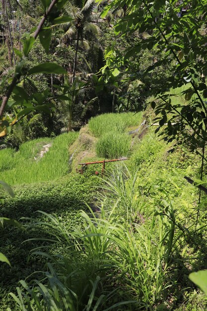 Eine schöne Aussicht auf Tegalalang in Ubud Bali Indonesien