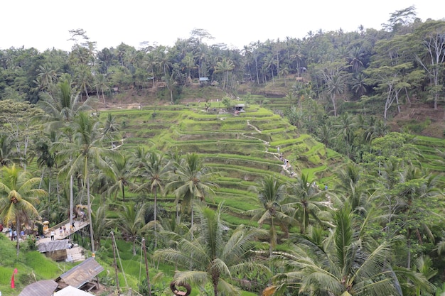 Eine schöne Aussicht auf Tegalalang in Ubud Bali Indonesien