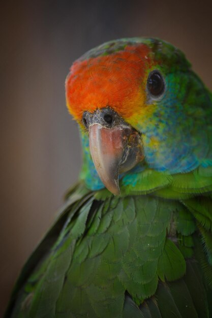 Eine schöne Aussicht auf Tiere im Brasilia Zoo Brasilien