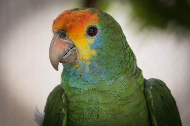 Eine schöne Aussicht auf Tiere im Brasilia Zoo Brasilien