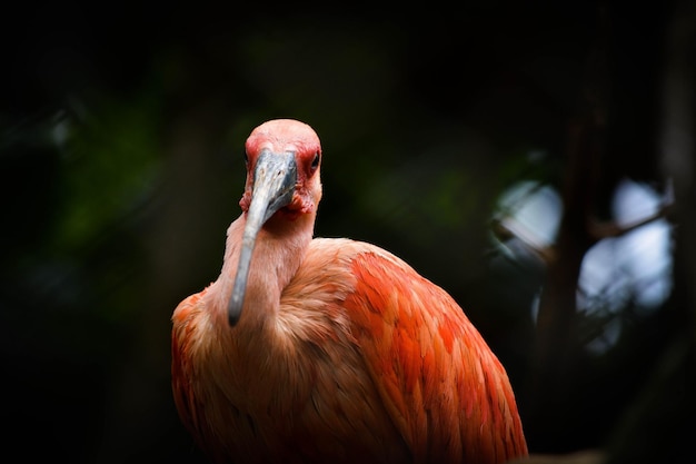 Eine schöne Aussicht auf Tiere im Brasilia Zoo Brasilien