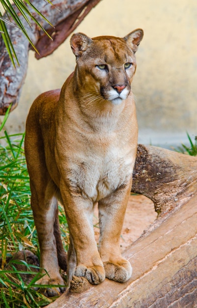 Eine schöne Aussicht auf Tiere im Brasilia Zoo Brasilien