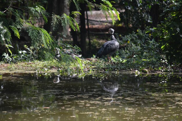 Eine schöne Aussicht auf Tiere im Zoo von Assuncion in Paraguay