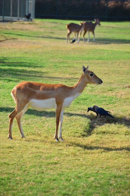 Foto eine schöne blackbuck antilope