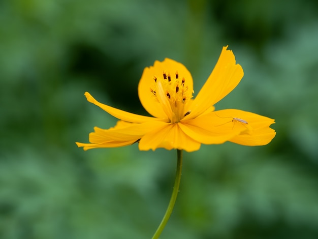 Eine schöne Blume am Morgen