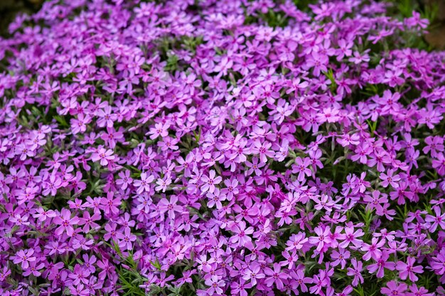 Eine schöne Blume im Park auf Natur