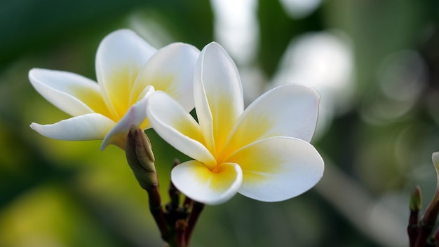 Eine schöne Blume - Plumeria oder Frangipani.