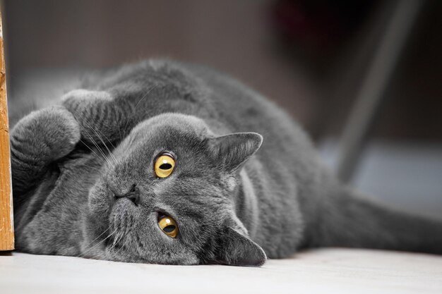 Eine schöne britische graue Katze liegt mit gefalteten Pfoten im Inneren des Hauses auf dem Rücken.