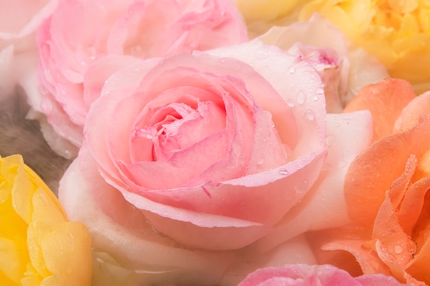 Eine schöne englische rosa Rose im Morgennebel mit Tropfen auf den Blütenblättern als Geschenk