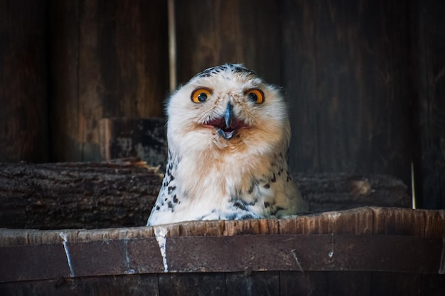 Foto eine schöne eule, die lacht