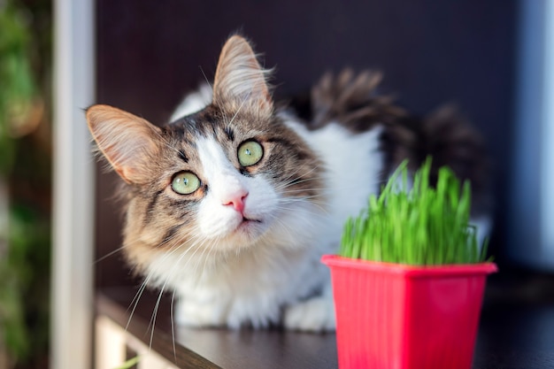 Eine schöne flauschige Katze liegt in der Wohnung neben dem Katzengras. Spezialkraut für Hauskatzen