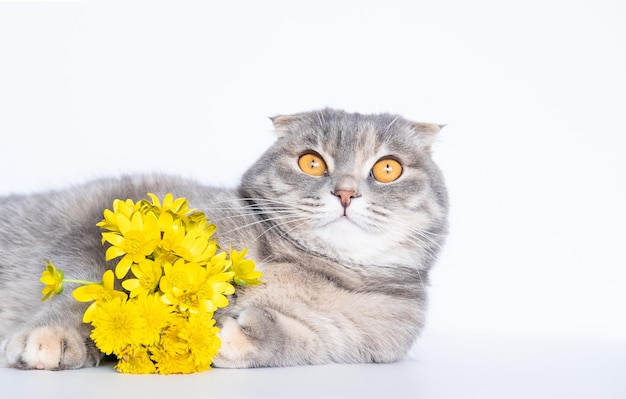 Eine schöne, flauschige schottische Faltkatze mit gelben Blumen auf der Hand sitzt auf dem weißen Hintergrund