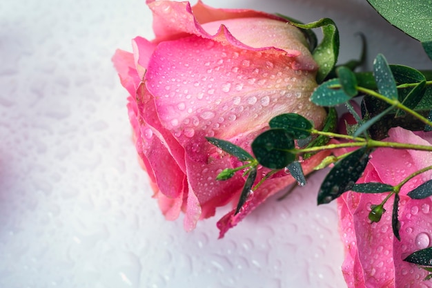 Eine schöne frische Rose auf einem weißen Tisch mit Wassertropfen.