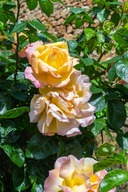 Eine schöne gelbe und rote Rose auf natürlichem Hintergrund im Herbst