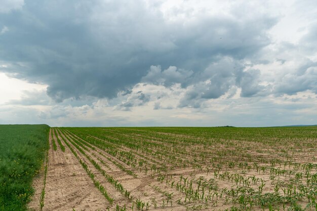 Eine schöne Gewitterwolke mit Regen schwebte über einem Weizenfeld. Eine schreckliche schwarze Wolke am Vorabend eines Tornados und einer Naturkatastrophe. Ein Hurrikan auf dem Land