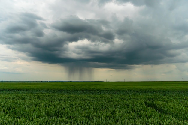 Eine schöne Gewitterwolke mit Regen schwebte über einem Weizenfeld. Eine schreckliche schwarze Wolke am Vorabend eines Tornados und einer Naturkatastrophe. Ein Hurrikan auf dem Land